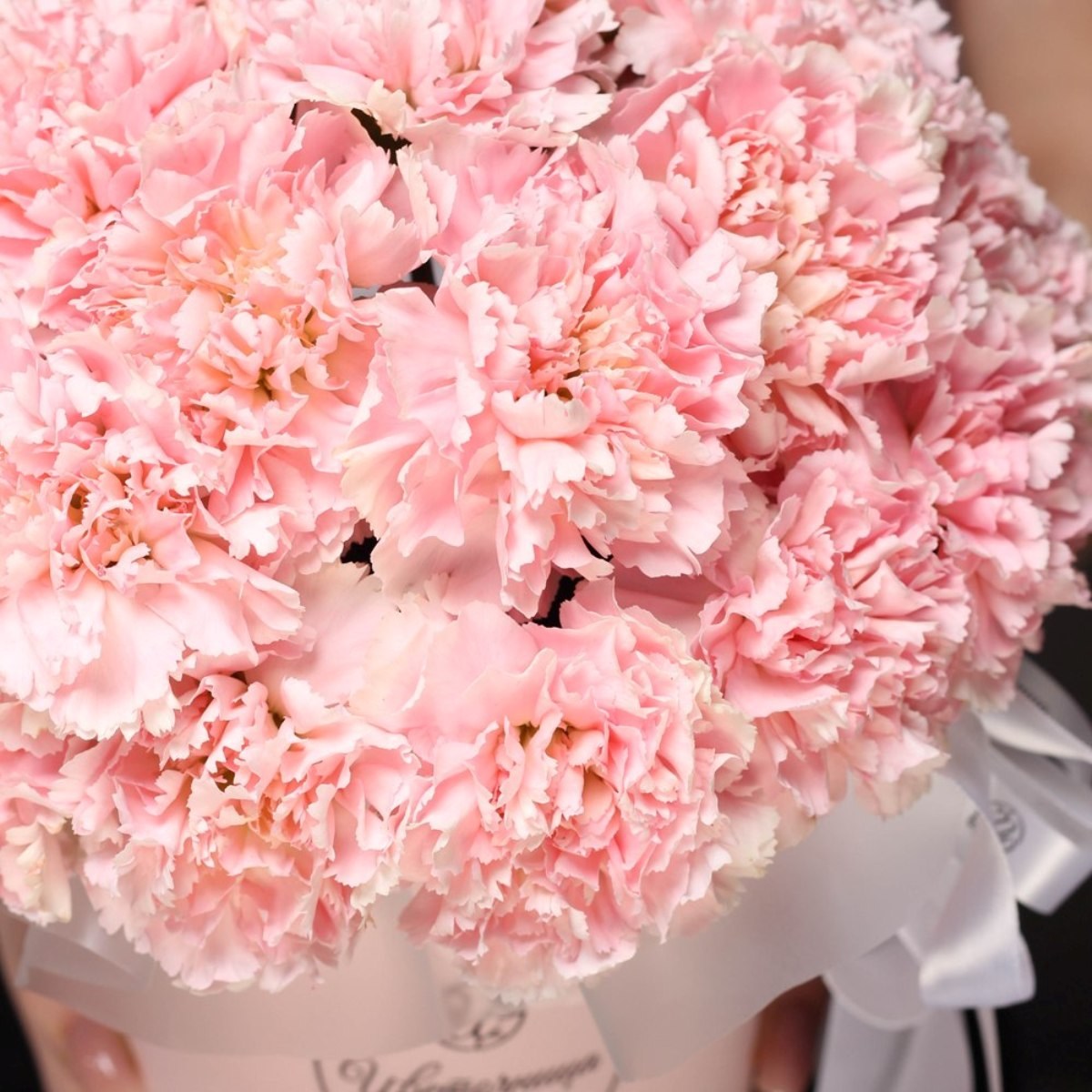 Diantusy gvozdika rozovaya 3